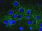 Anti-Alpha II Spectrin Antibody